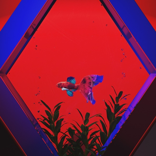 Senkou datta Anime Poster